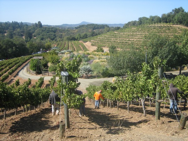 Winery