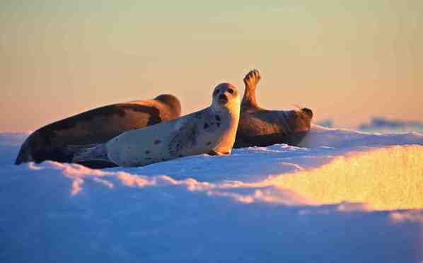 A Journey From Polar Bear Country to Nizhne-Kolumsky Ulus