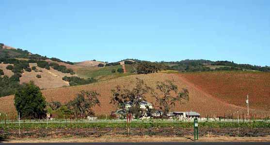 Вид с дороги на придорожные виноградники